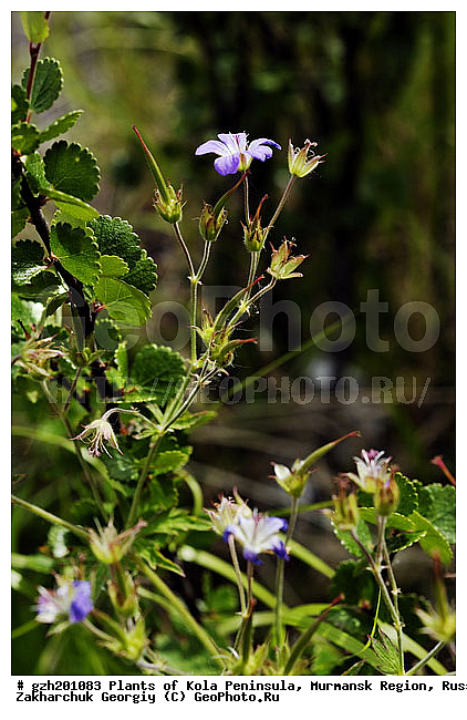 Geranium robertiaimm L, ������