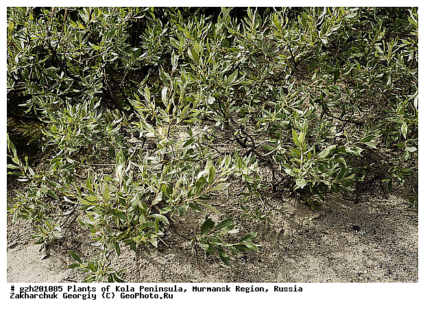 Salix, ���, �������� ����������, ����������� ����������, ������, ��������