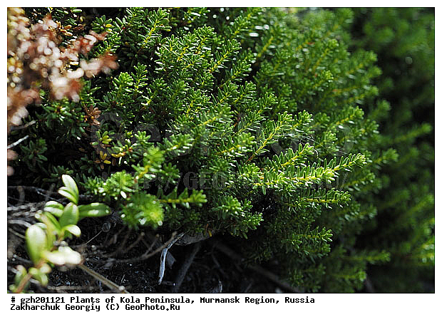 Empetrum nigrum, ��������, ��������, ����� ������