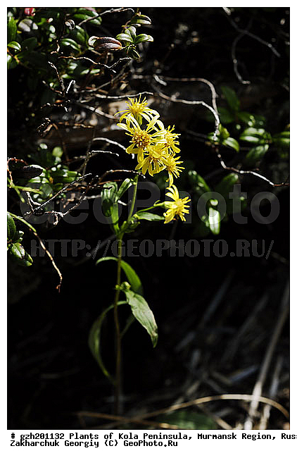 Solidago virgaurea, ������� �����, �������� ����������, ����������� ����������, ������, ��������