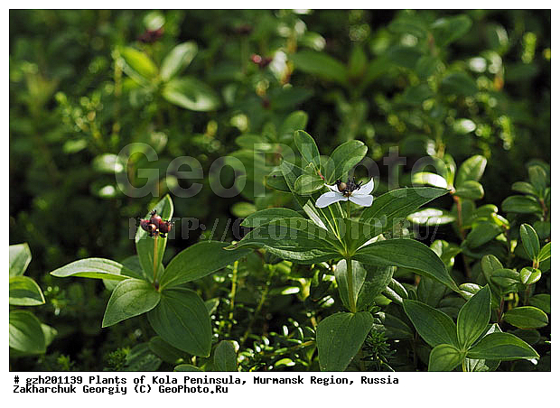 Cornus suecica, ����� ��������, �������� ����������, ����������� ����������, ������, ��������