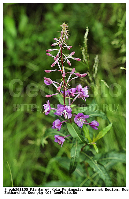 ����������� ����������, ���������� �������, ������