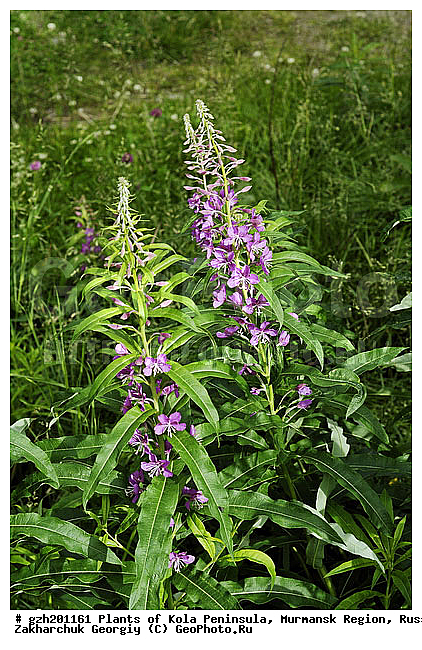 ����������� ����������, ���������� �������, ������