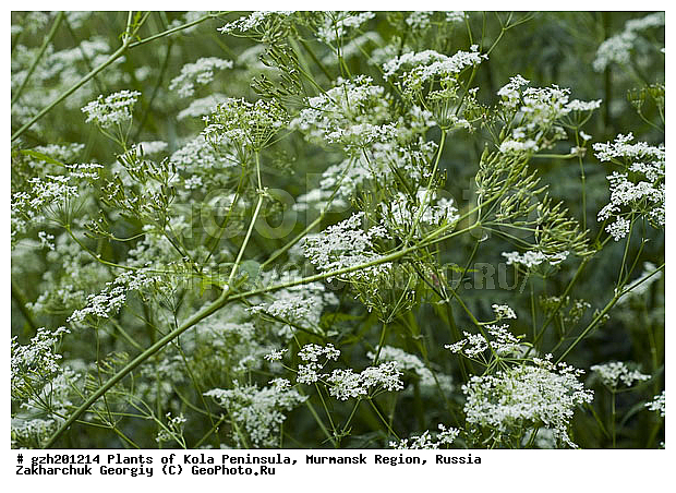 Anthriscus sylvestris, �������� ����������, ������ ������, ����������� ����������, ������, ��������