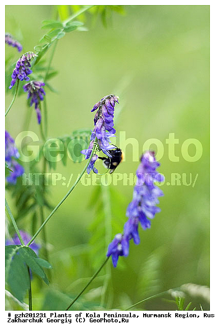 Vicia cracca, ������� �������, �������� ����������, ����������� ����������, ������, �������, ��������