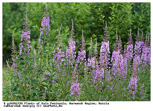 ����������� ����������, ���������� �������, ������