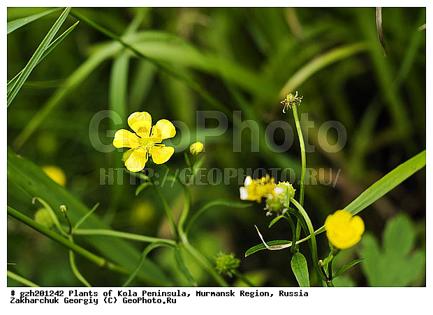 Ranunculus acris, �������� ����������, ����������� ����������, ����� �����, ������, ��������