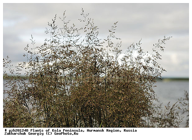 Milium effusum, ��� �����������, �������� ����������, ����������� ����������, ������, ��������