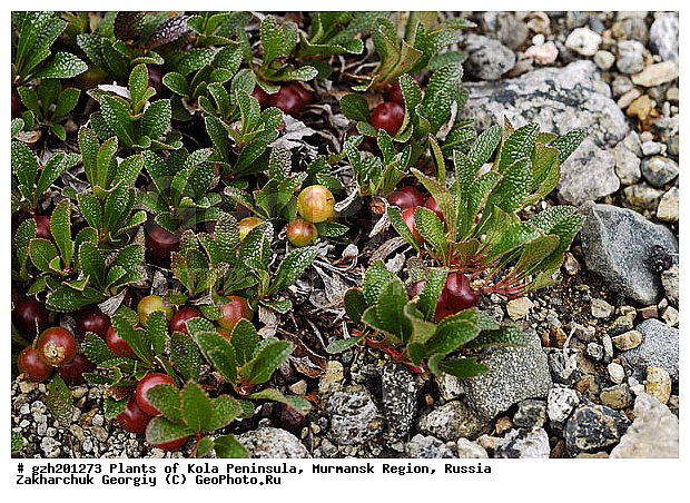 ������� ����������, ����������� ����������, ���������� �������, ������