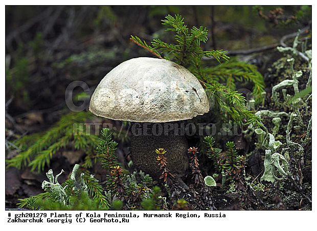 ����������� ����������, ���������� �������, �����������, ������