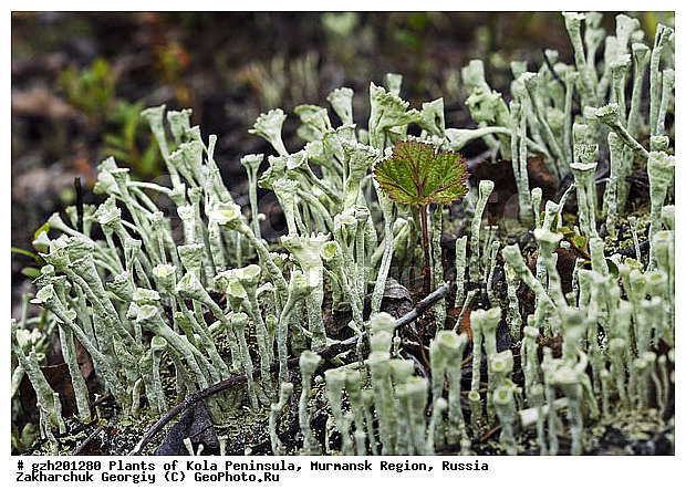�������� ����������� Cladonia coccifera, ����������� ����������, �����������, ���������� �������, ������