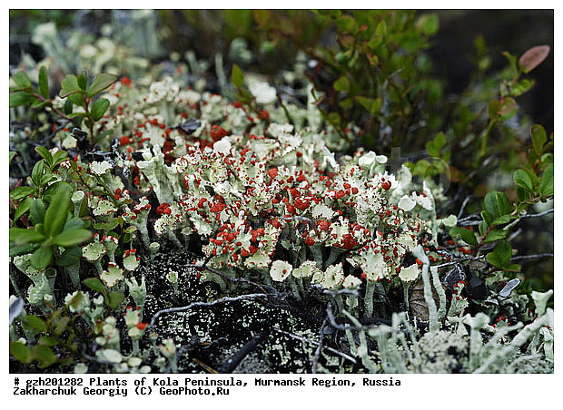 �������� ����������� Cladonia coccifera, ����������� ����������, �����������, ���������� �������, ������
