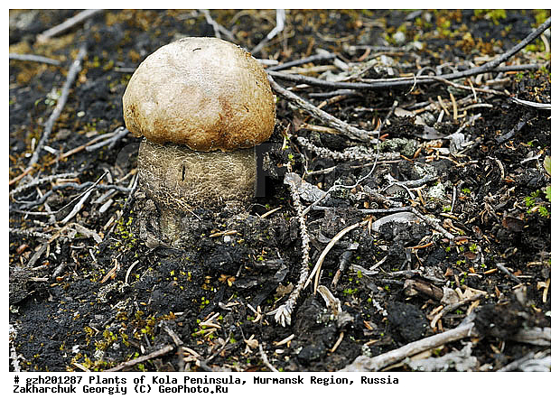 ����������� ����������, ���������� �������, �����������, ������