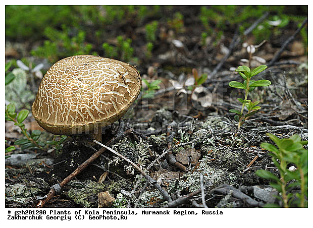 ����������� ����������, ���������� �������, ������������ ������������ Leccinum scabrum ������