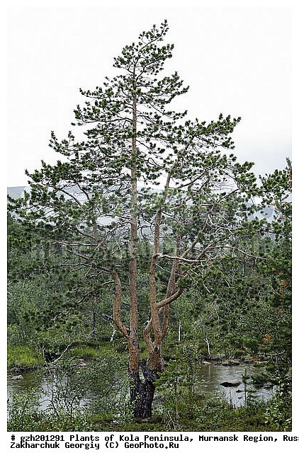 �������� ����������, ����������� ����������, ���������� �������, ������, ����� �inus, �������