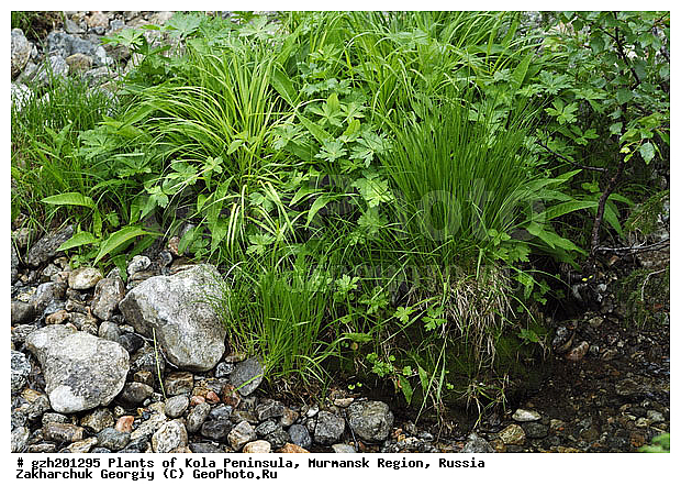 ����������� ����������, ���������� �������, ������, �����������