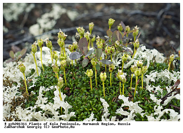 Diapensia lapponica, ��������� �����������, �������� ����������, ����������� ����������, ������, ��������