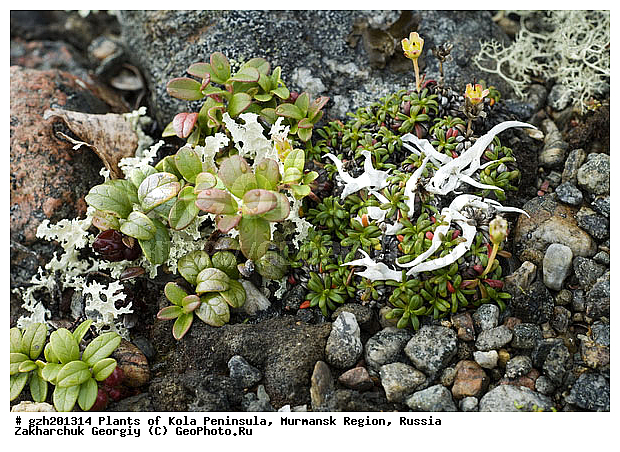 Vaccinium vitisidaea, ��������, �������� ����������, ����������� ����������, ������, ��������, ������ ��������, �����, ���������� ��������, ������������ ��������, ������������ ��������, XYZ, ����������, Ericaceae, ��������, Vaccinium vitis-idaea, ������ ��������, �����, ���������� ��������, ������������ ��������, ������������ ��������, XYZ, ����������, Ericaceae, ��������, Vaccinium vitis-idaea, ����, �����, �����, �����