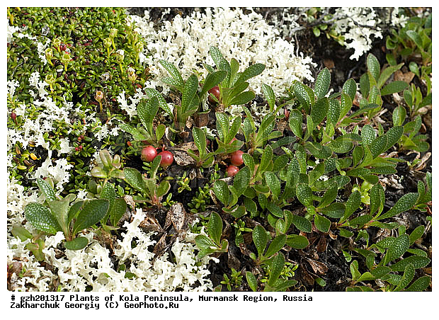 ������, ����� � ������ �������� ����������� ���������� �������