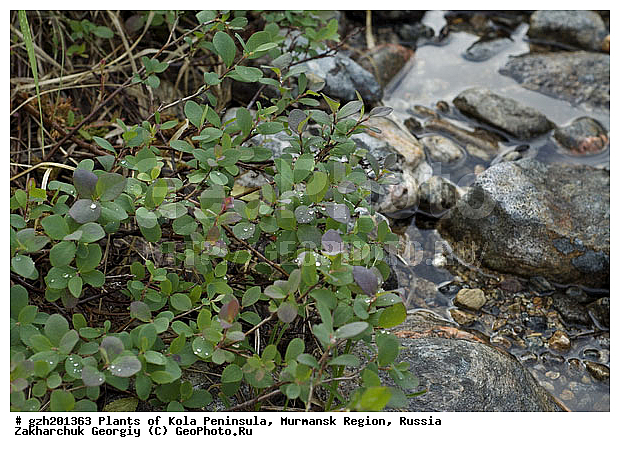 Vaccinium uliginosum, ���������, �������� ����������, ����������� ����������, ������, ��������