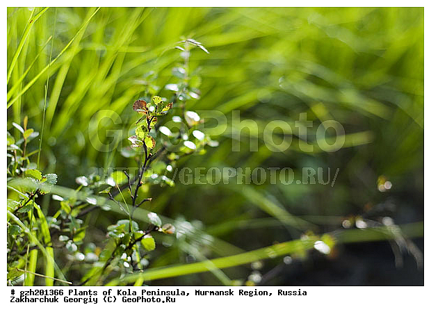 ����������� ����������, ���������� �������, ������, ������ �����������, ������, ���������