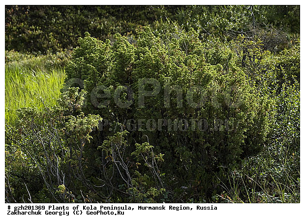 Juniperus, ����������� ����������, ������������, ���������� �������, ������