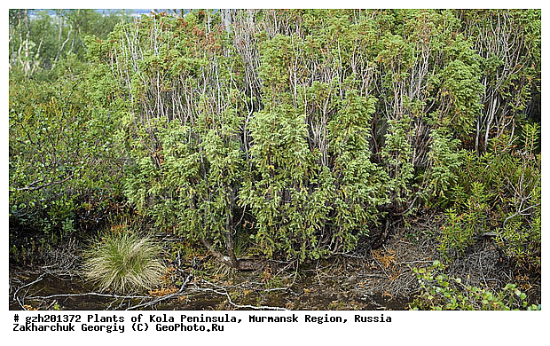 Juniperus, ����������� ����������, ������������, ���������� �������, ������