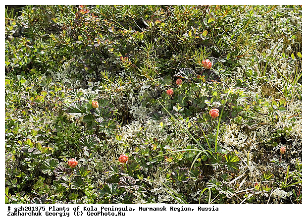 Rubus chamaemorus, ����������� ����������, �������, ���������� �������, ������, �����, ������, ������ ��������, �����, ���������� ��������, ������������ ��������, ������������ ��������, ����, �����, �����, �����, XYZ, ������������, �������, �����������, Rosaceae, �������, ������� �����������, ������� ������������, Rubus chamaemorus