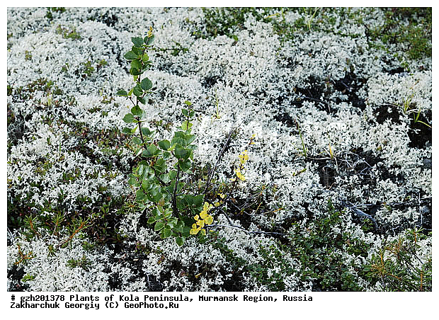 Betula pubescens, ������ ��������, �������� ����������, ����������� ����������, ������, ��������, ������, ���������