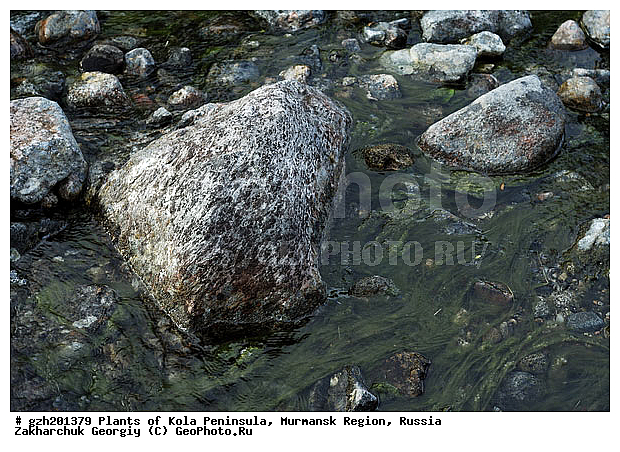 ��������� �� ��� ����� CHLOROPHYTA SP, ���������� �������, ������, ������, ���������