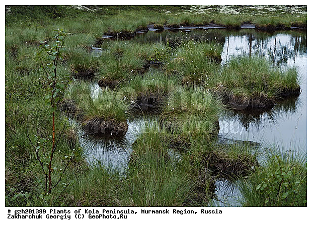 Nardus stricta, ������ ������������, �������� ����������, ����������� ����������, ������, ��������, ������, ���������