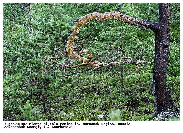 ������������ �����, ���������� �������, ������, ����� ����� Pinus friesiana