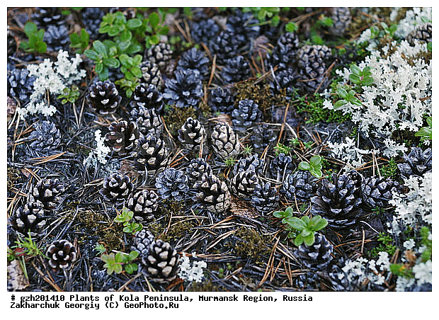 �������� ����������, ����������� ����������, ���������� �������, ������, ����� ������, ��������, ������, ���������, �����, �����