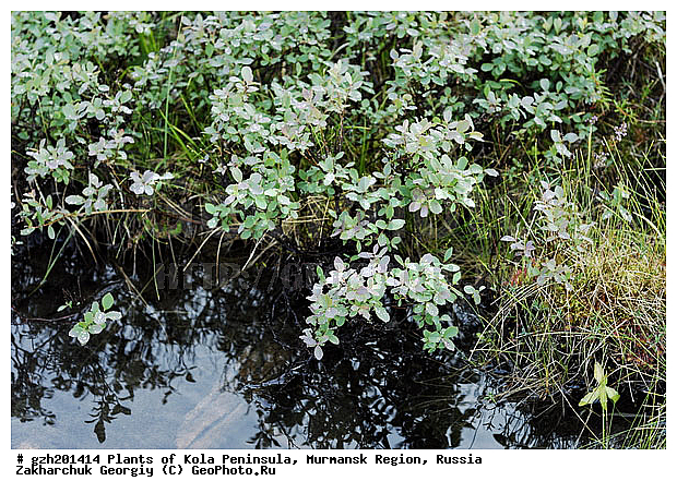 Vaccinium uliginosum ��������, ���������� �������, ������