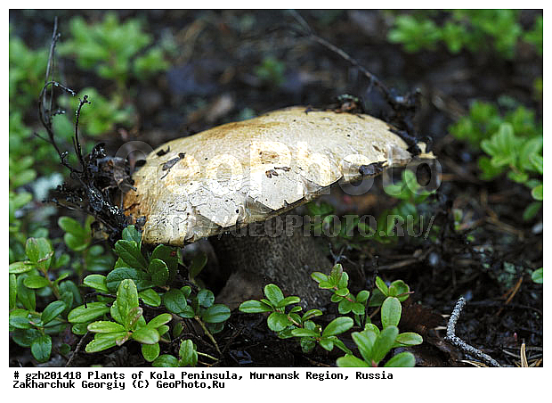 �����, �������� ����������, ����������� ����������, ���������� �������, ����������� Leccinum aurantiacum, ������