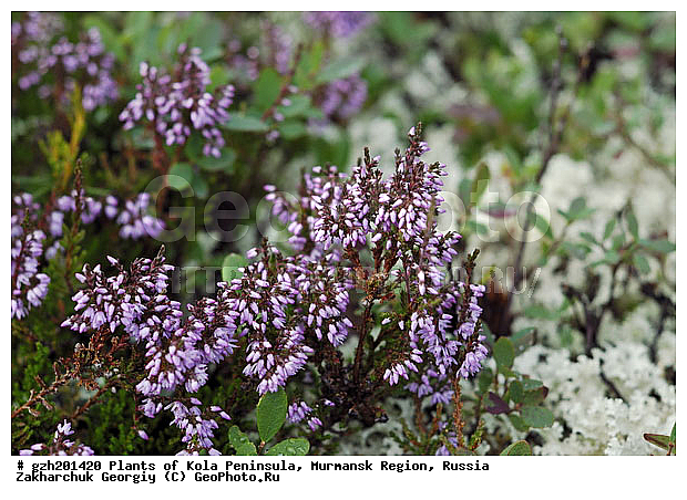 Calluna vulgaris, ������, �������� ����������, ����������� ����������, ������, ��������, ��������, �����, ������ ��������, ���������� ��������, ���������, ����������, ����, �����, ����������� ��������, �����������, �����������, ������������ ��������, ������������ ��������, ������������, ������������, ����������� ��������, ������������ ��������, ����������� ��������, ������������ ��������, �����������, ������������, ������������, ������������, �����������, �������, ������� ��������, ������������ ��������, ������������ ��������, ������, �����, XYZ, ����������, Ericaceae, ������������ ������, Calluna vulgaris