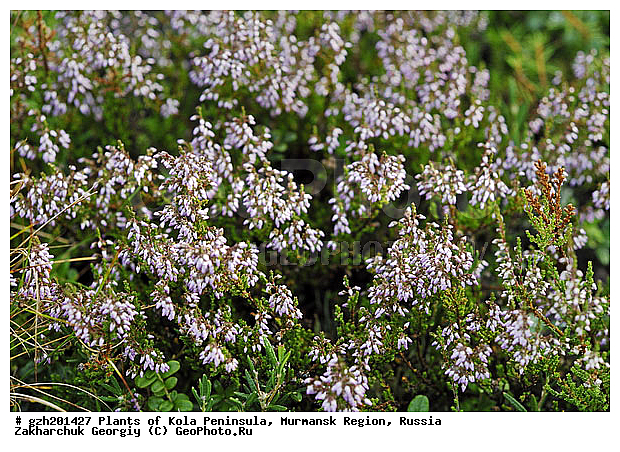 Calluna vulgaris, ������, �������� ����������, ����������� ����������, ������, ��������, ��������, �����, ������ ��������, ���������� ��������, ���������, ����������, ����, �����, ����������� ��������, �����������, �����������, ������������ ��������, ������������ ��������, ������������, ������������, ����������� ��������, ������������ ��������, ����������� ��������, ������������ ��������, �����������, ������������, ������������, ������������, �����������, �������, ������� ��������, ������������ ��������, ������������ ��������, ������, �����, XYZ, ����������, Ericaceae, ������������ ������, Calluna vulgaris