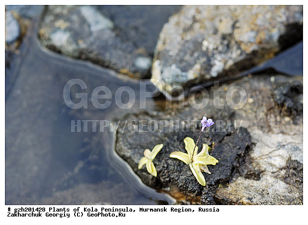 Pinguicula vulgaris, ������� ������������, �������� ����������, ����������� ����������, ������, ��������, ������ ��������, �����, ���������� ��������, ������, �����, ������������ ��������, ������������ ��������, ����������� ��������, �����, ����������� ��������, �����, ����������� ��������, �����������, XYZ, �������������, Lentibulariaceae, ������� ������������, Pinguicula vulgaris