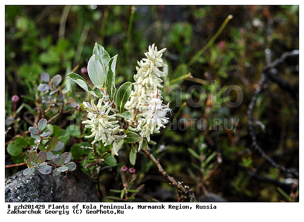 Salix glauca, ��� �����, �������� ����������, ����������� ����������, ������, ��������