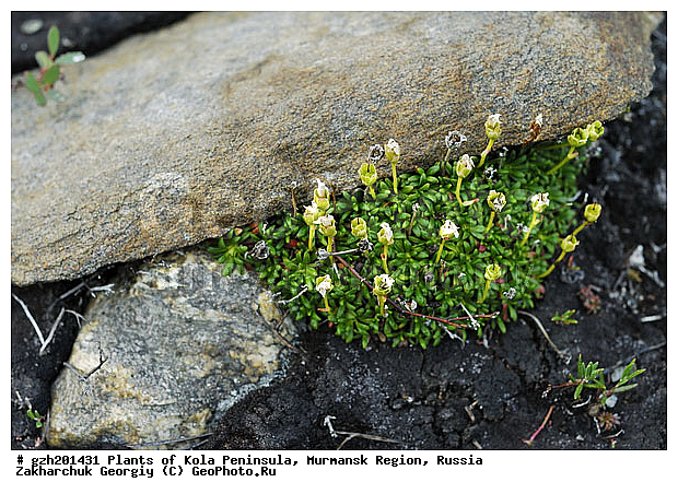Diapensia lapponica, ��������� �����������, �������� ����������, ����������� ����������, ������, ��������