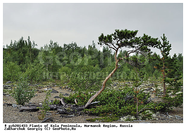 �������� ����������, ����������� ����������, ���������� �������, ������, ����� �inus, �������, ������, ���������