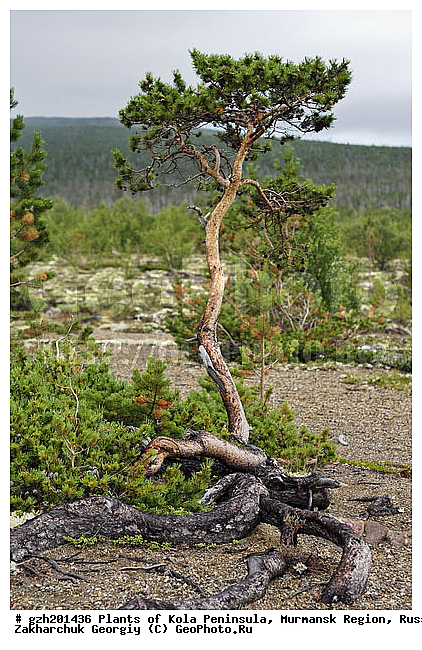 �������� ����������, ����������� ����������, ���������� �������, ������, ����� �inus, �������