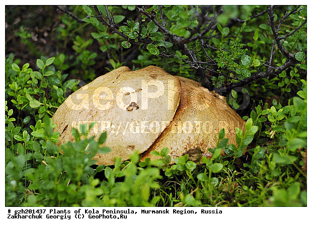 ����������� ����������, ���������� �������, �����������, ������