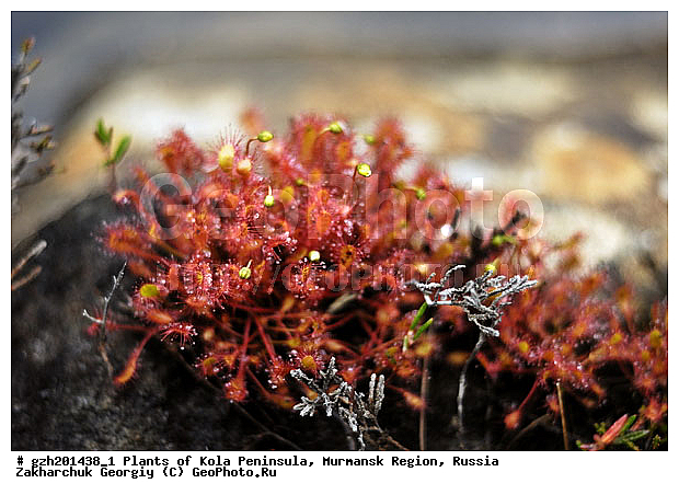 ����������� ����������, ���������� �������, ������, ������� ����������