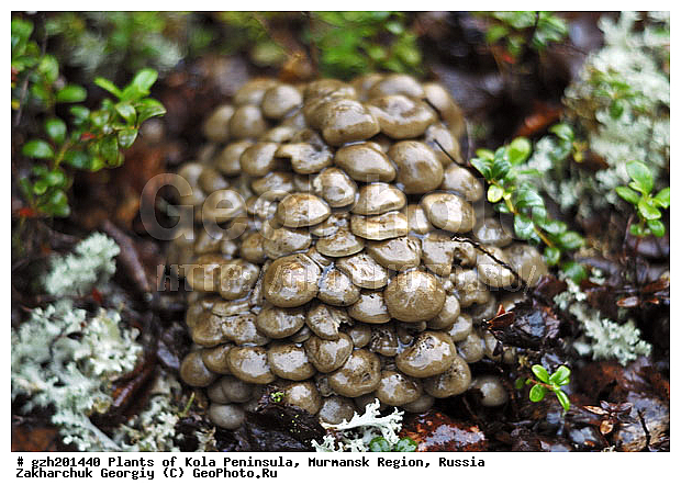 ��������, ���������� �������, �����, ������� ��������� � Gomphidius rutilus, ������