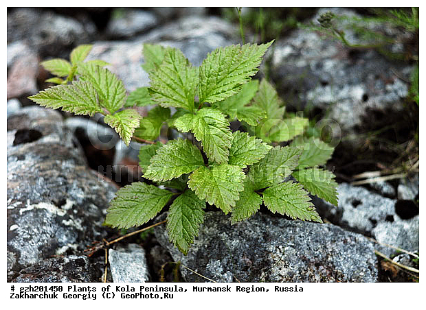 �������� ����������, ����������� ����������, ������ �����������, ������, ���������, �������� Rubus arcticus