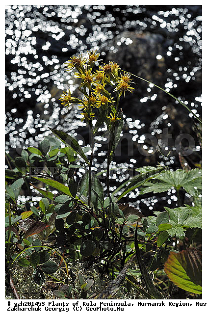 Solidago virgaurea, ������� �����, �������� ����������, ����������� ����������, ������, ��������