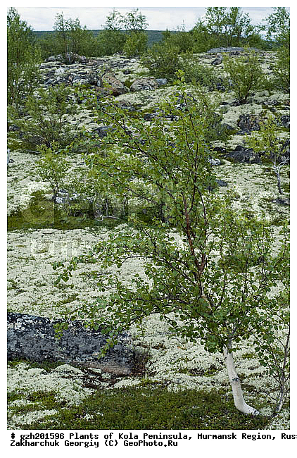 ������ ��������, ����������� ����������, ���������� �������, ������, ������, ���������