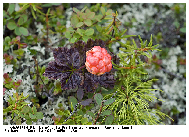 Rubus chamaemorus, ����������� ����������, �������, ���������� �������, ������, �����, ������, ������ ��������, �����, ���������� ��������, ������������ ��������, ������������ ��������, ����, �����, �����, �����, XYZ, ������������, �������, �����������, Rosaceae, �������, ������� �����������, ������� ������������, Rubus chamaemorus