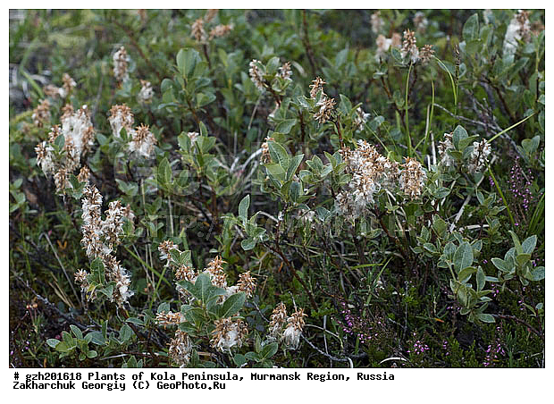 Salix lapponum, ��� �����������, �������� ����������, ����������� ����������, ������, ��������